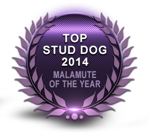 Awards our dogs have taken