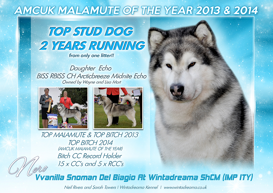Alaskan Malamute