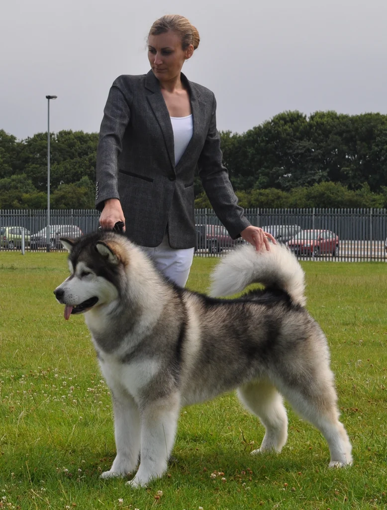 Dog handling UK