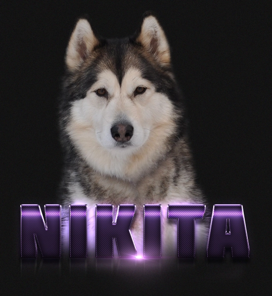 Female Alaskan Malamute Nikita