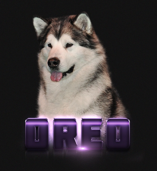 Female Alaskan Malamute Oreo